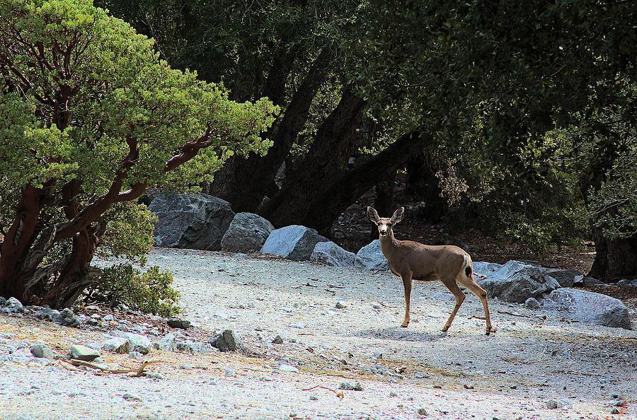 California Mule Deer Photograph by Viktor Savchenko