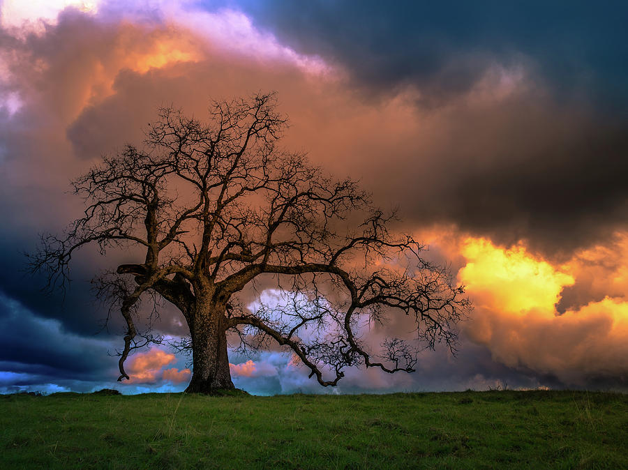 California Oak #2 Photograph by Christian Mueller - Fine Art America