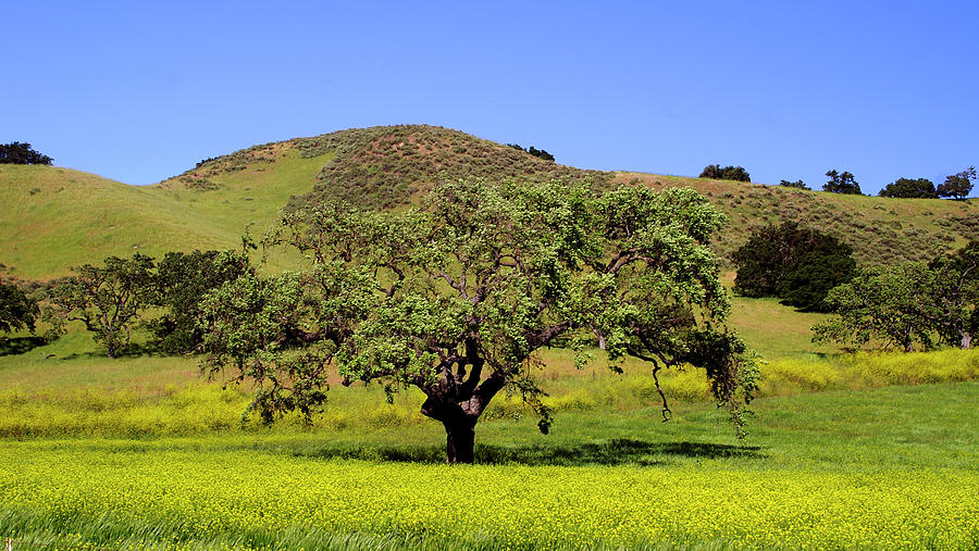 California Oak Photograph by Gary Brandes