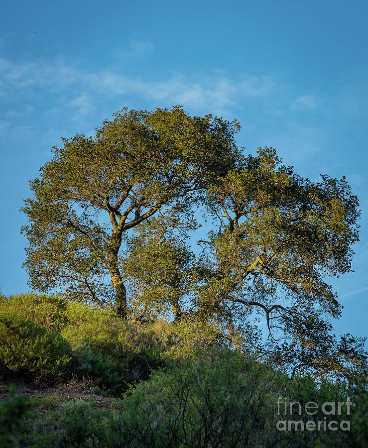 California Oak Photograph by Jeff Hubbard