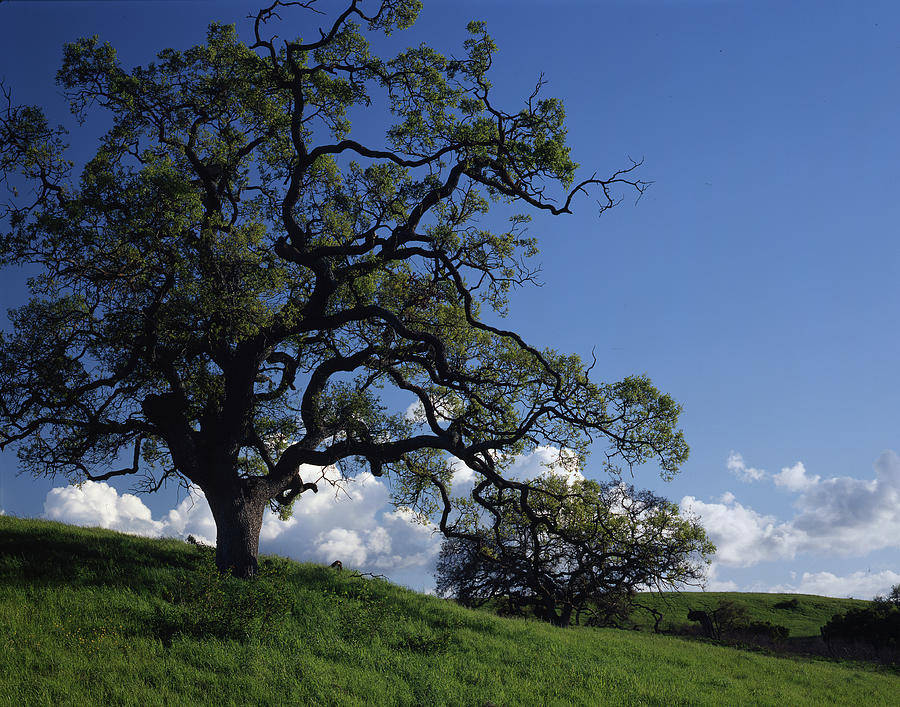 California Oak Photograph by John Farley