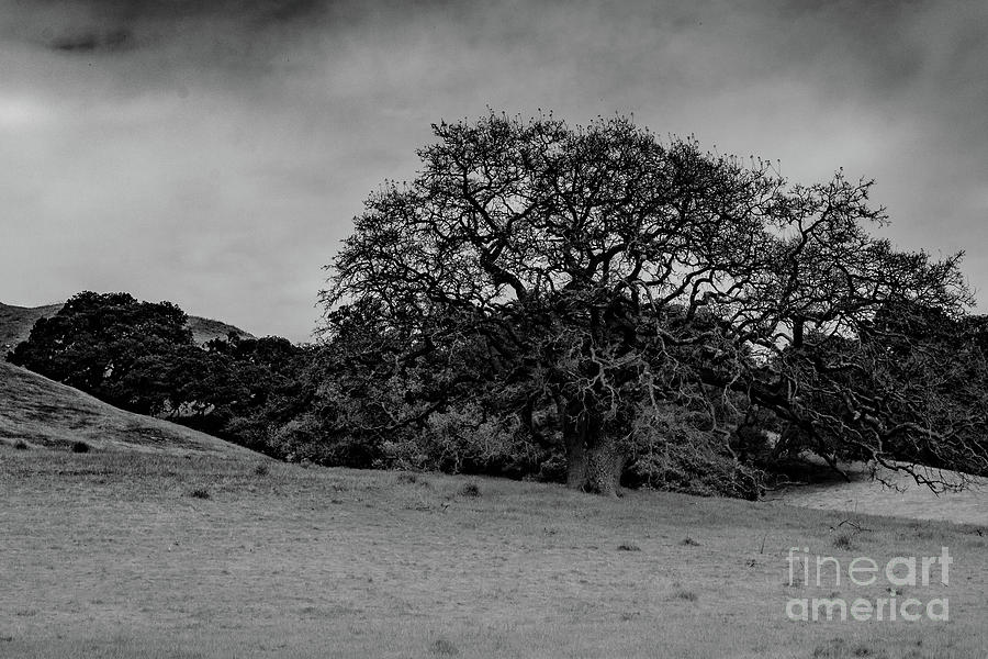 California Oak near Salinas Photograph by Jeff Hubbard