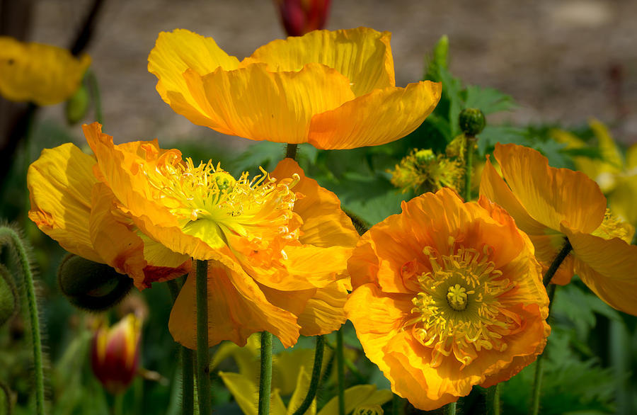 Poppy Photograph - California Orange Poppies by Ken Wolter