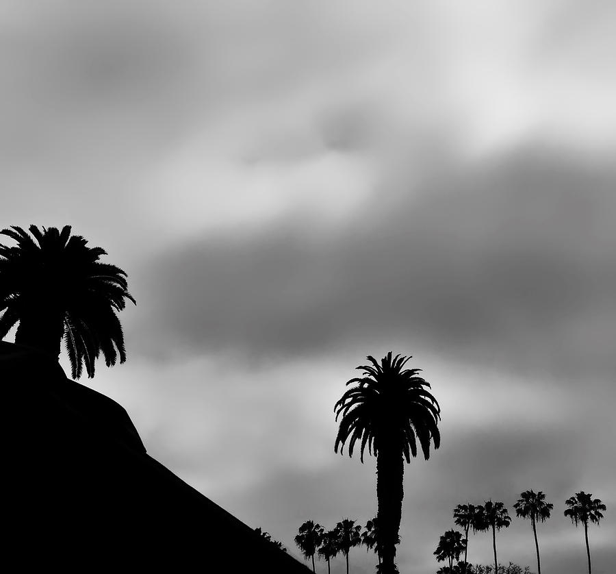 California palm tree Black and White Photograph by Mark J Dunn
