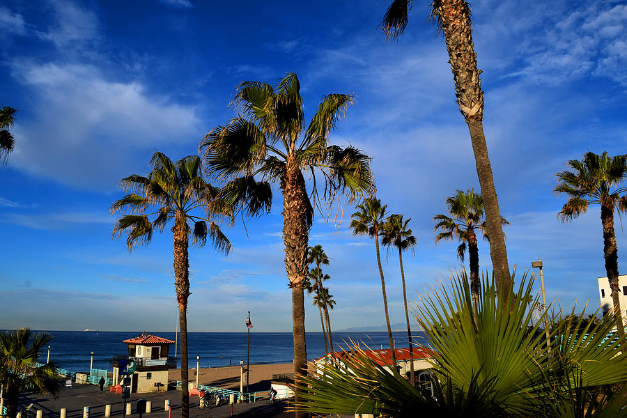 California palm trees and blue sky Photograph by Diane Lent