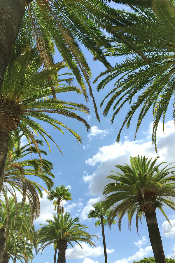 California Palm Trees Photograph by Art Block Collections