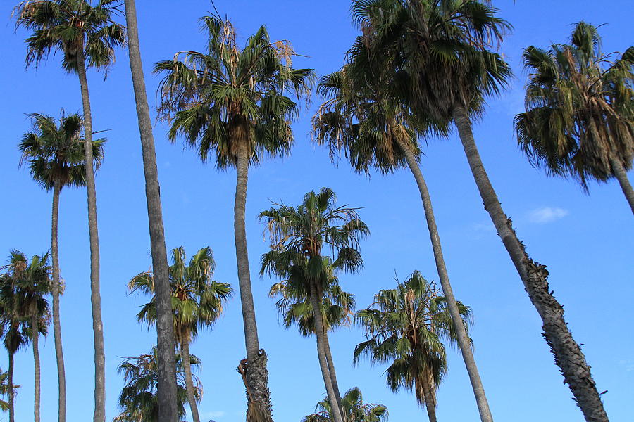 California Palm Trees Photograph by Carmin Wong - Fine Art America