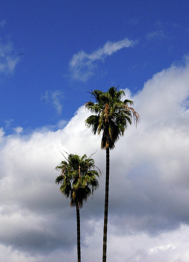 Tree Photograph - California Palm Trees by Jera Sky