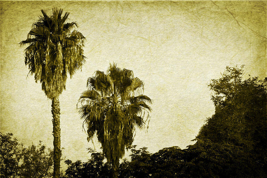 California Palms Photograph by Teresa Mucha