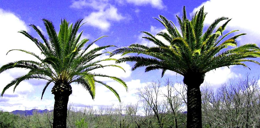 California Palms Photograph by Will Borden