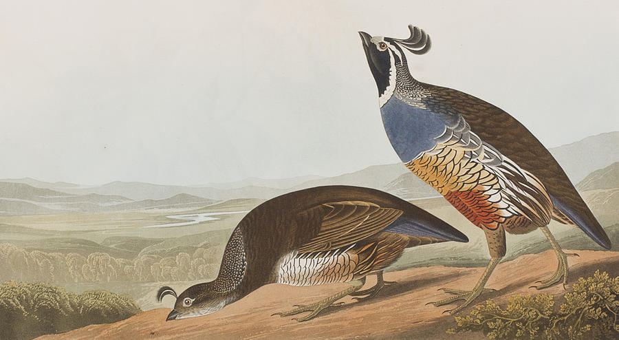 California Partridge Painting by John James Audubon - Fine Art America