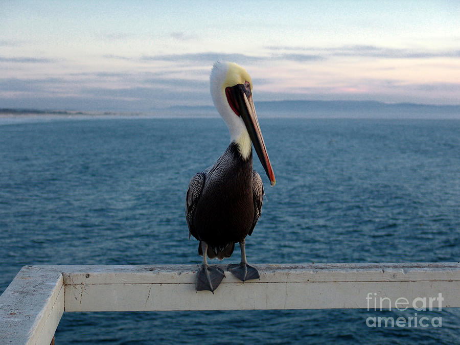 California Pelican Photograph by Jim Sweida