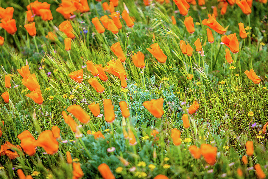 Poppy Photograph - California Poppies 1 by Aaron Wilson