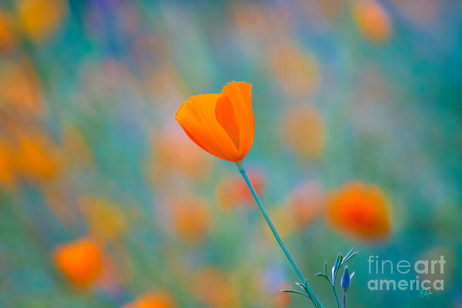 California Poppies 1 Photograph by Anthony Michael Bonafede