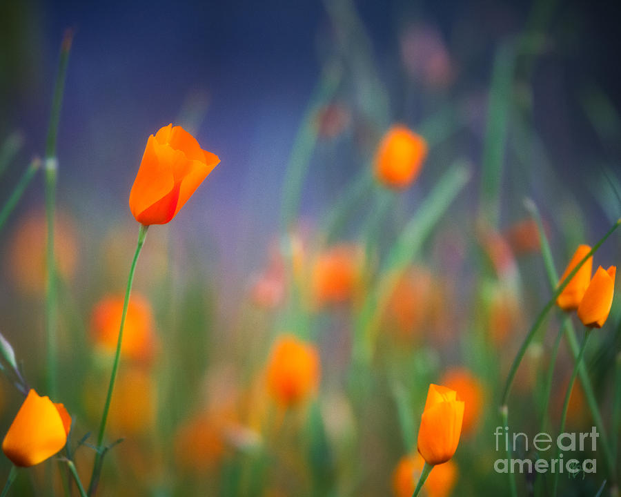 California Poppies 2 Photograph by Anthony Michael Bonafede