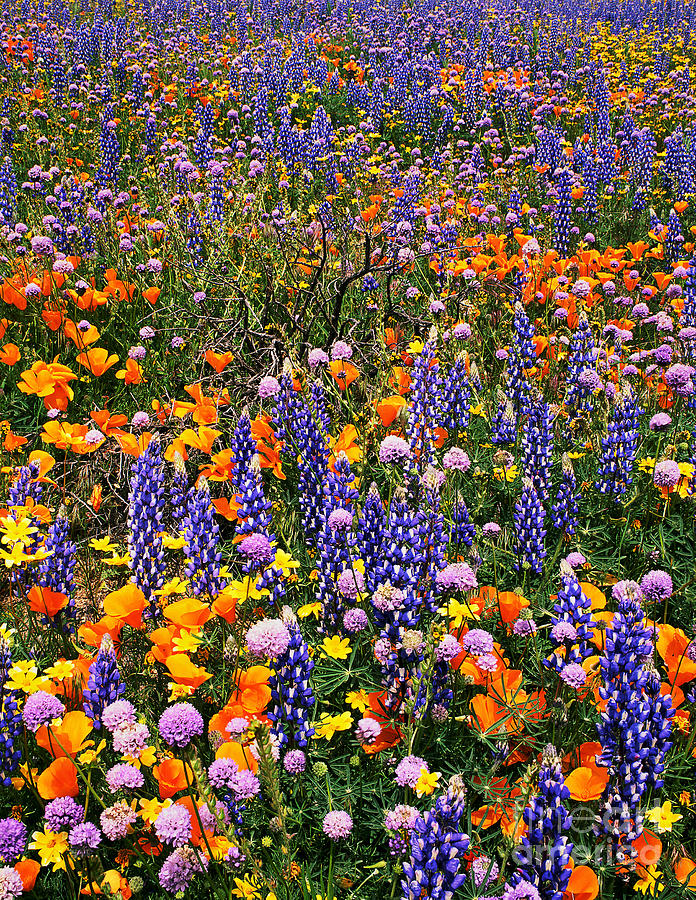 California Poppies And Bentham Lupines In California  Photograph by Dave Welling