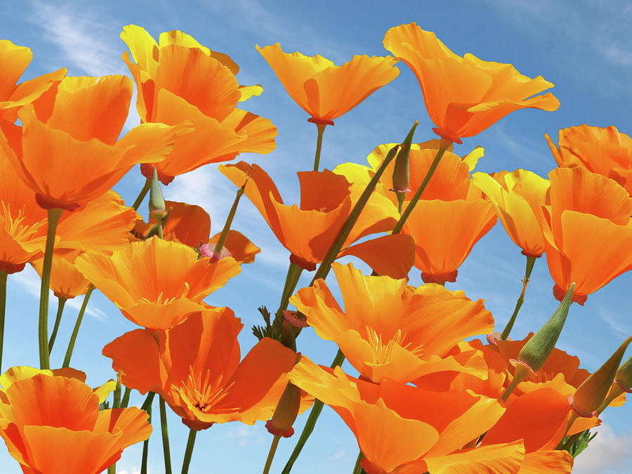 California Poppies and Blue Sky Photograph by Gill Billington