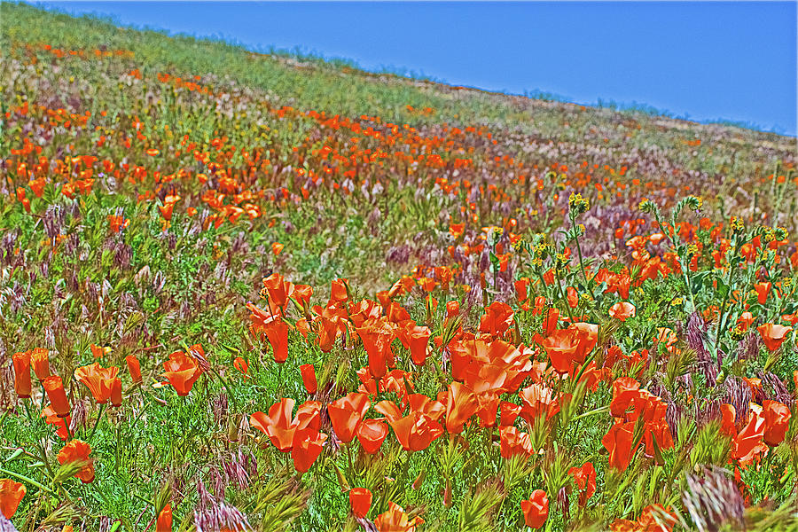 California Poppies and Fiddleneck in Windy Antelope Valley California Poppy Reserve  Photograph by Ruth Hager