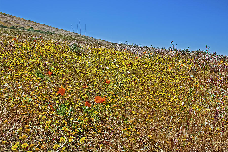 California Poppies and Goldfields in Antelope Valley CA Poppy Reserve  Photograph by Ruth Hager