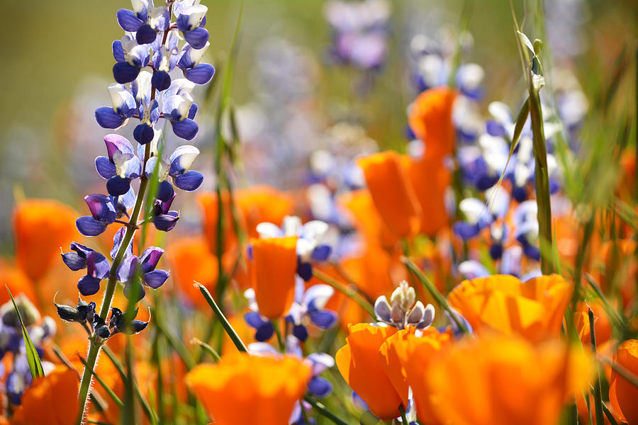 California Poppies and Lupine Photograph by Kyle Hanson