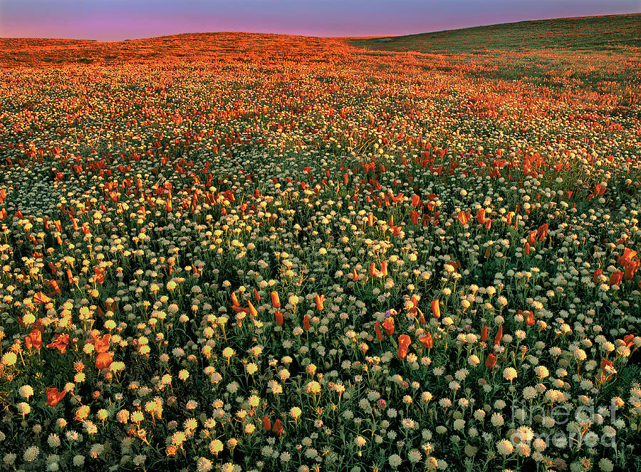 California Poppies at Dawn Lancaster California Photograph by Dave Welling