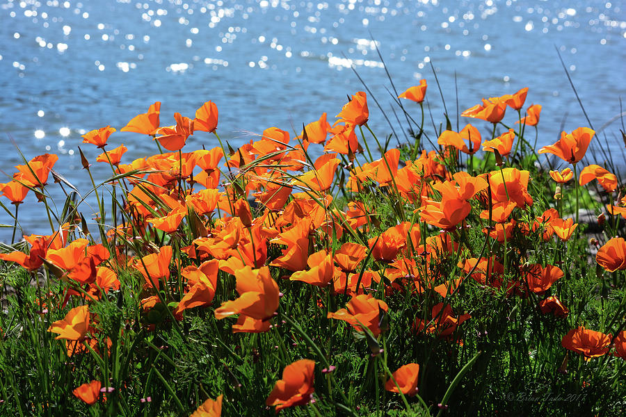 California Poppies By Richardson Bay Photograph