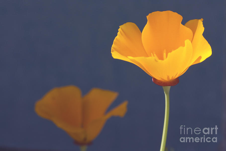 California poppies Photograph by Cindy Garber Iverson