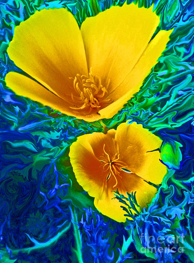 California Poppies Photograph by Daniele Smith