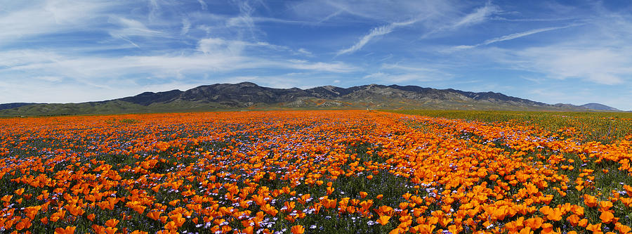California Poppies Photograph by Gary Cloud