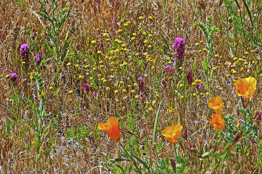 California Poppies, Goldfields and Owls Clover in Antelope Valley CA Poppy Reserve  Photograph by Ruth Hager