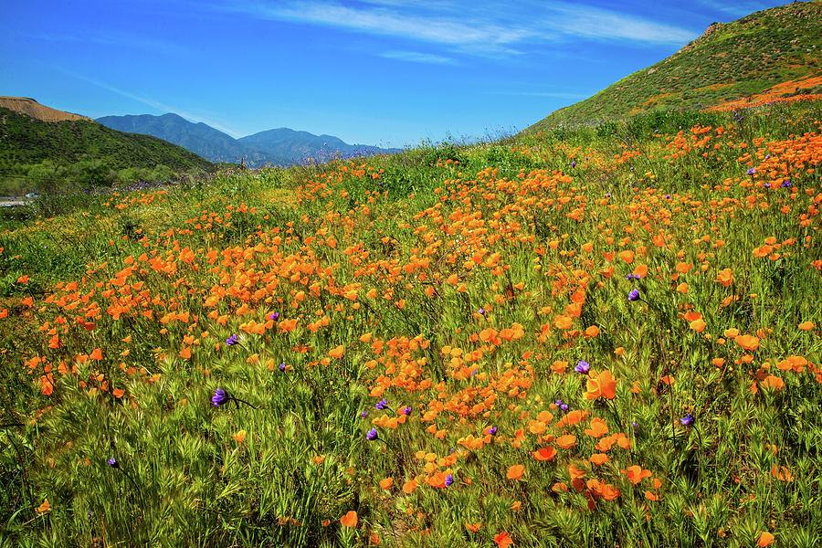 Nature Photograph - California Poppies Gone Wild by Lynn Bauer