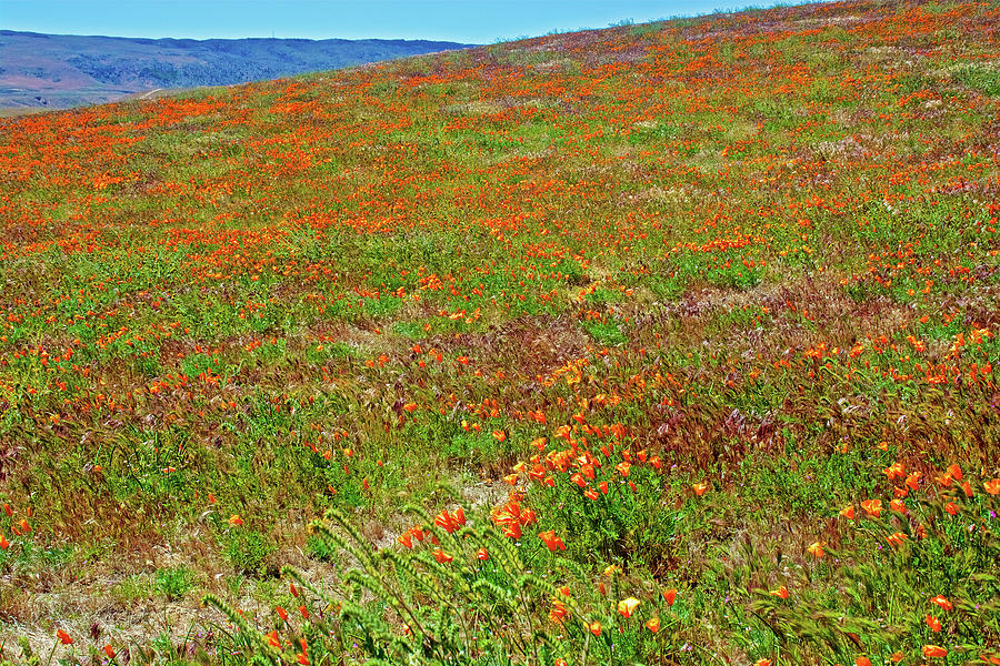 California Photograph - California Poppies Landscape in Antelope Valley CA Poppy Reserve by Ruth Hager
