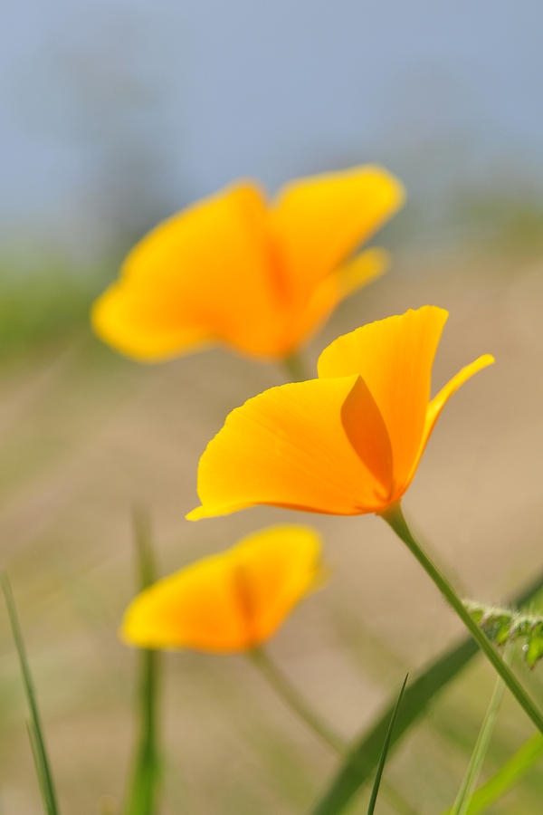 California Poppies Photograph by Lara Ellis