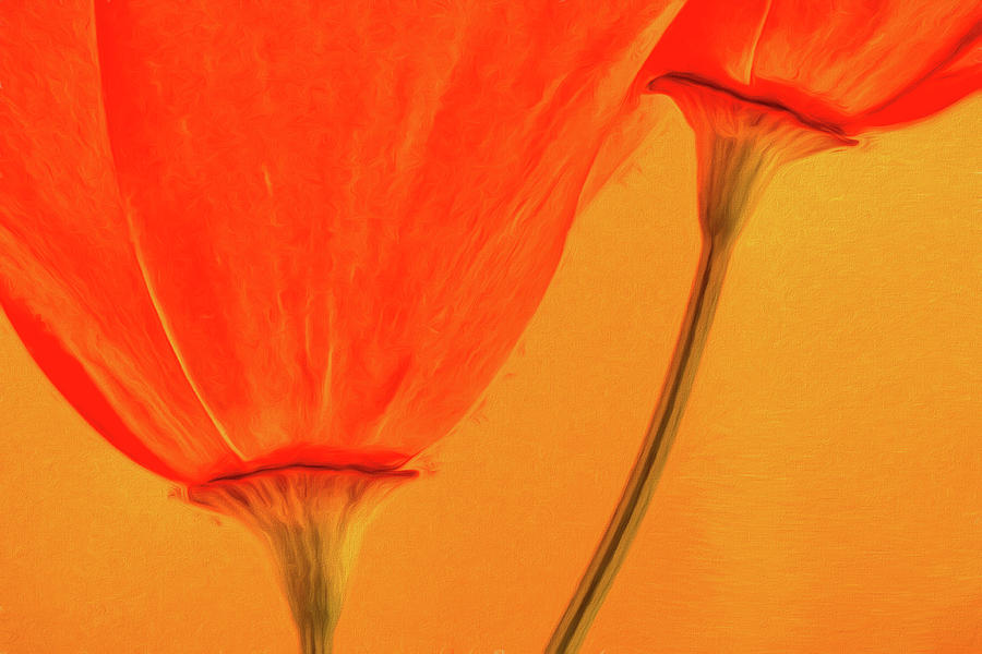 Poppy Photograph - California Poppies Painterly Effect by Carol Leigh