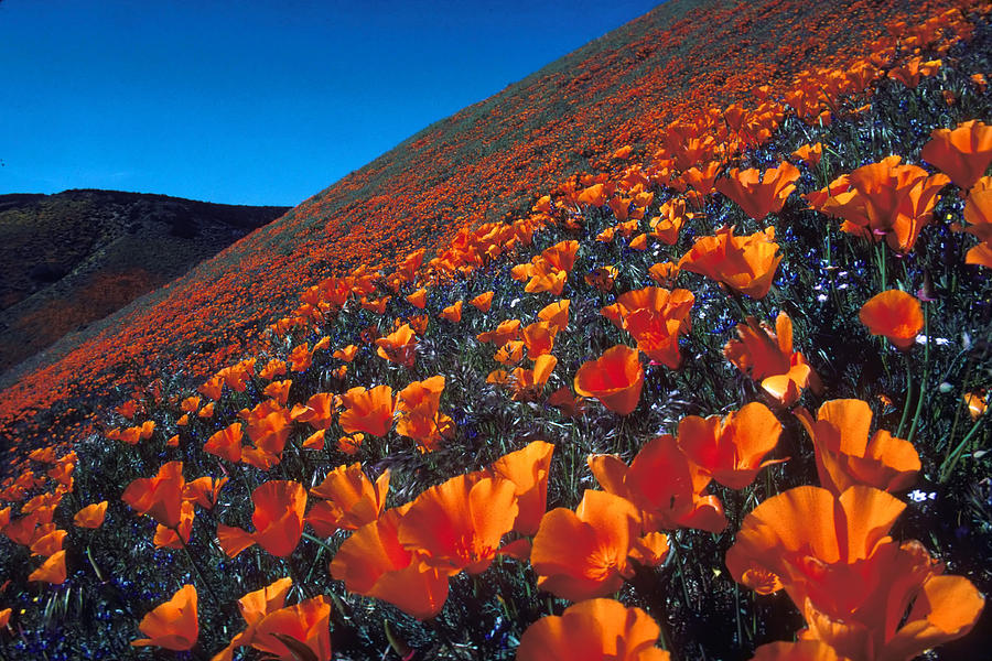 Poppy Photograph - California Poppies Quartz Hill by Brian Lockett