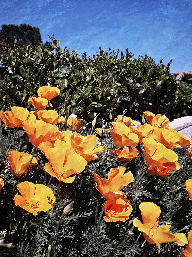 California Poppies - Reaching For Rays Photograph by Glenn McCarthy Art and Photography