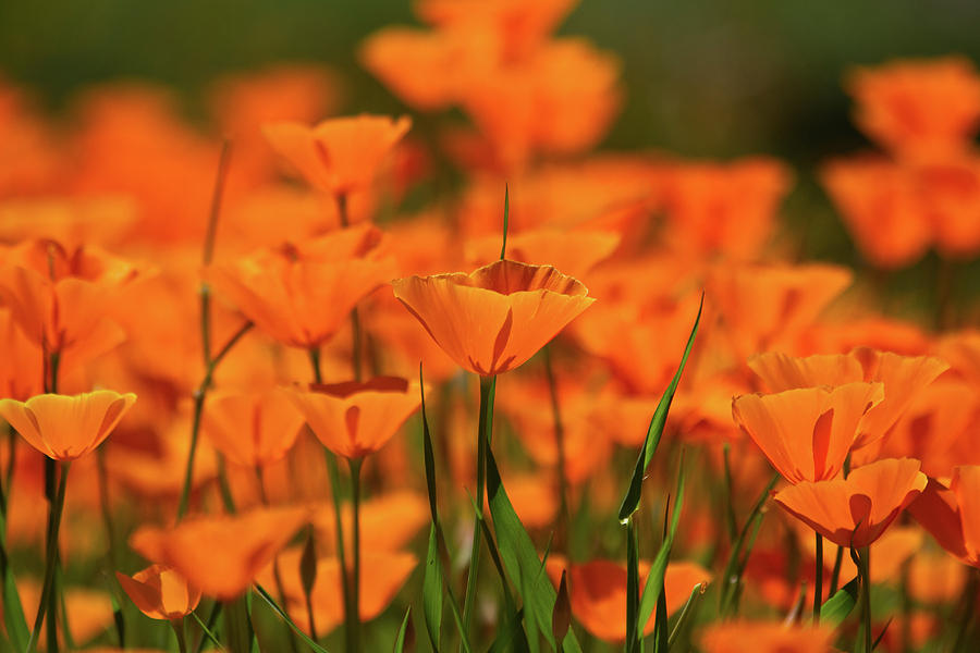 California Poppies Photograph by Roger Mullenhour