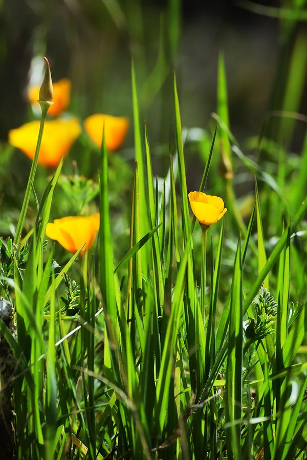 California Poppies  Photograph by Sandy Taylor