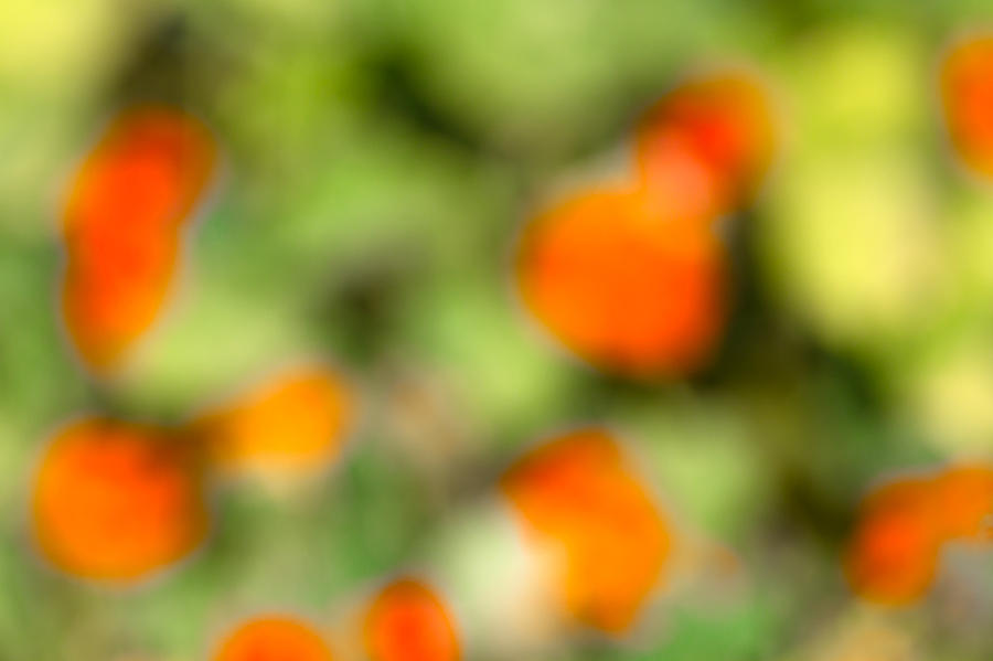 California Poppies Photograph by Shawn Jeffries