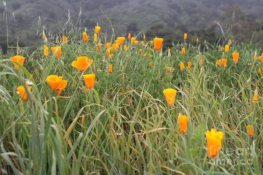 California Poppies  Photograph by Suzanne Oesterling