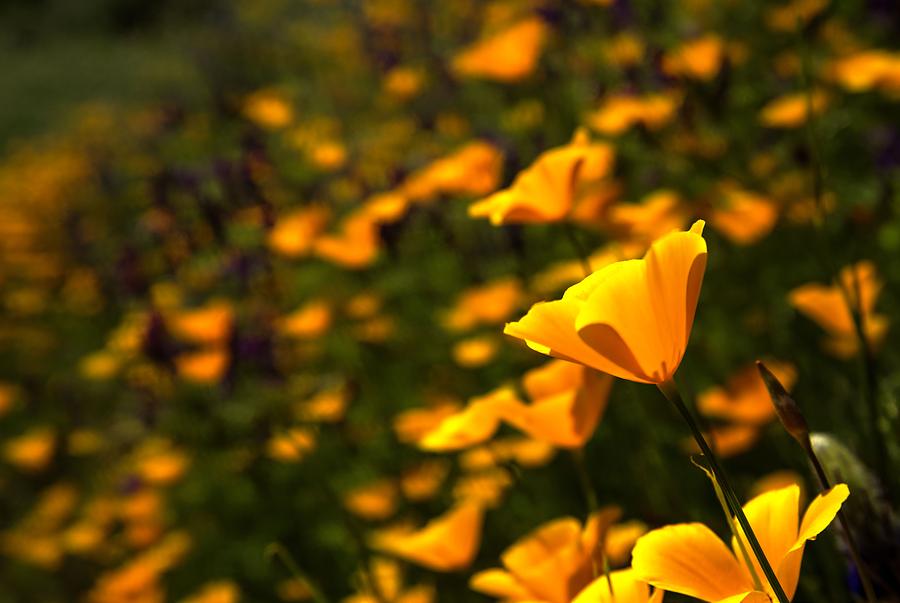 California Poppies Photograph by Wendy Carrington