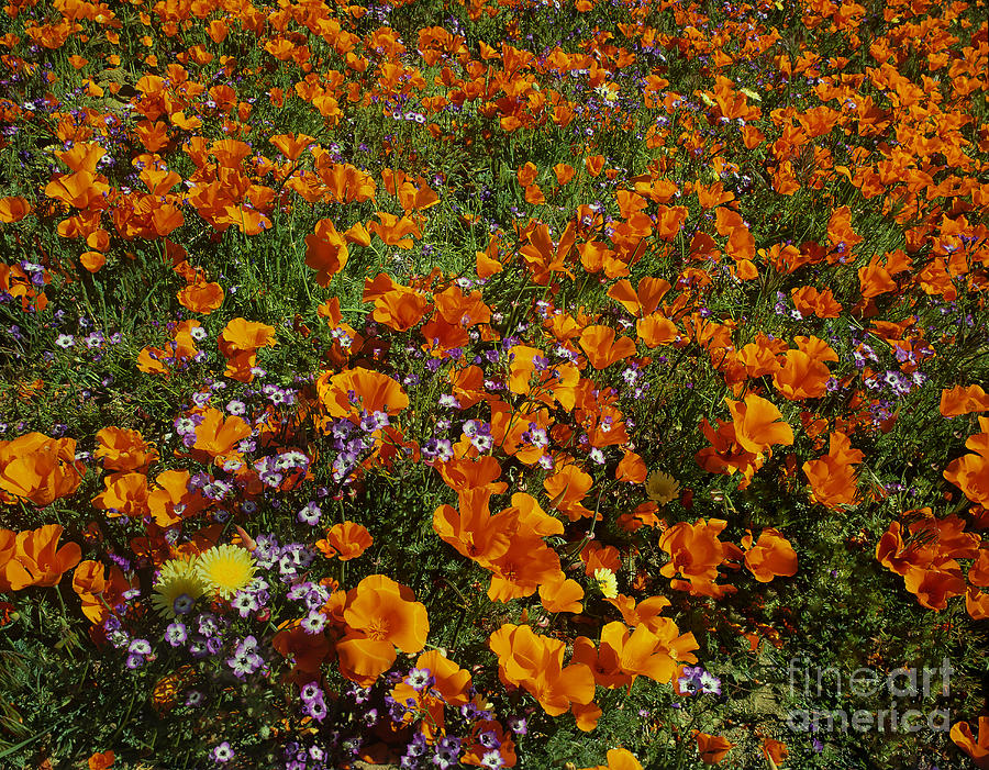 California Poppies Wildflowers Lancaster California Photograph by Dave Welling