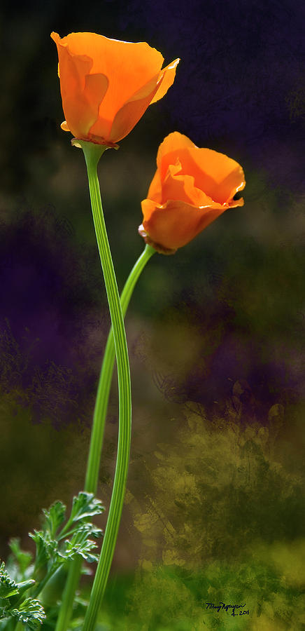 California Poppy - 1 Digital Art by Thanh Thuy Nguyen