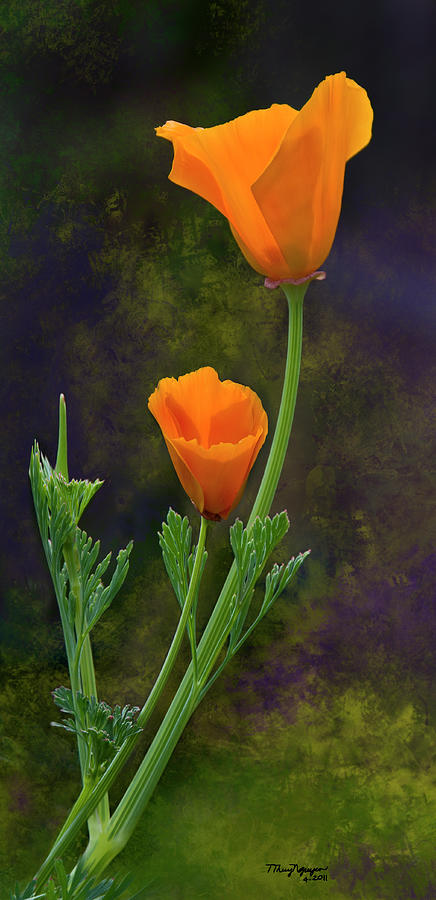 California Poppy - 2 Digital Art by Thanh Thuy Nguyen