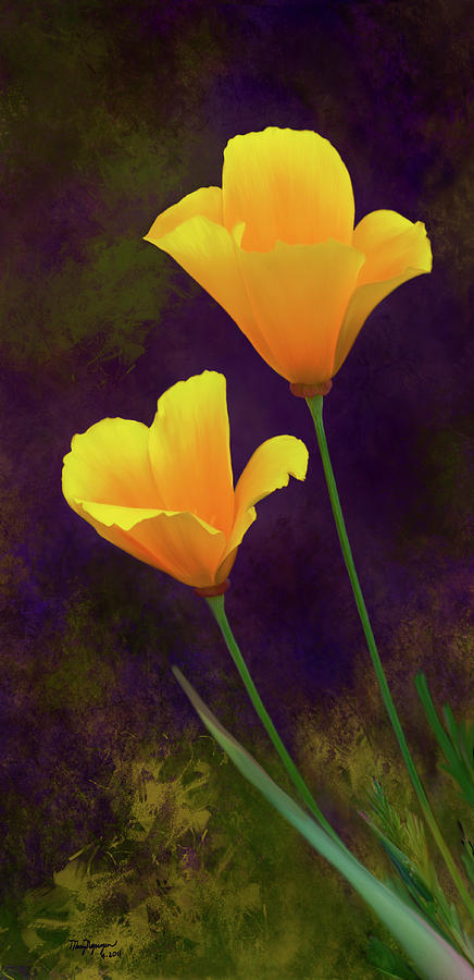 California Poppy - 3 Digital Art by Thanh Thuy Nguyen