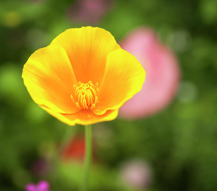 California Poppy 2017-1 Photograph by Thomas Young