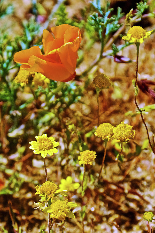 California Poppy and Goldfields in Antelope Valley CA Poppy Reserve Photograph by Ruth Hager