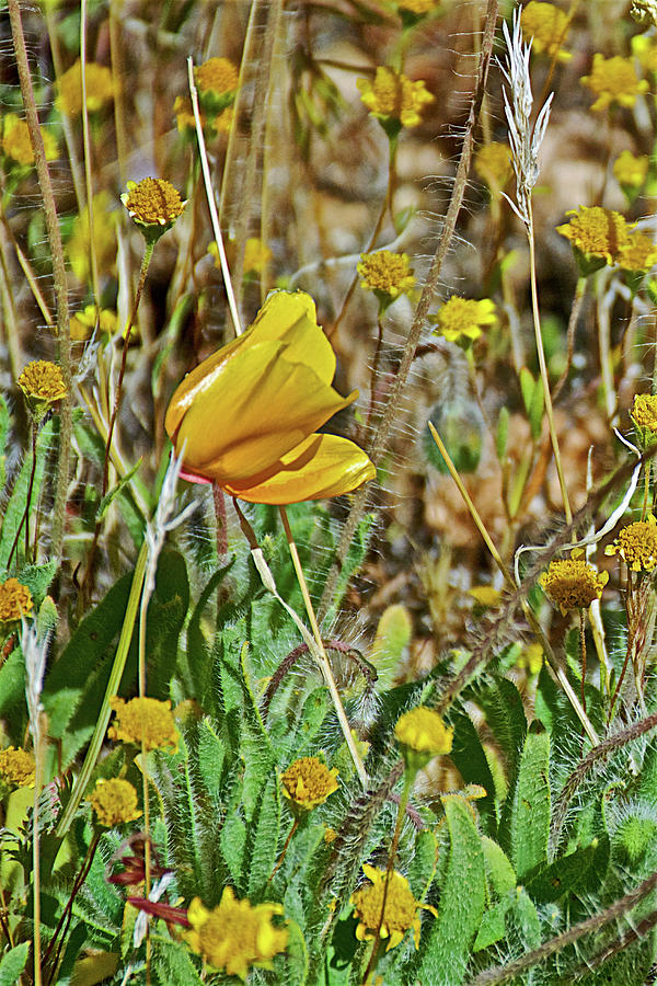 California Poppy and Goldfields  Photograph by Ruth Hager