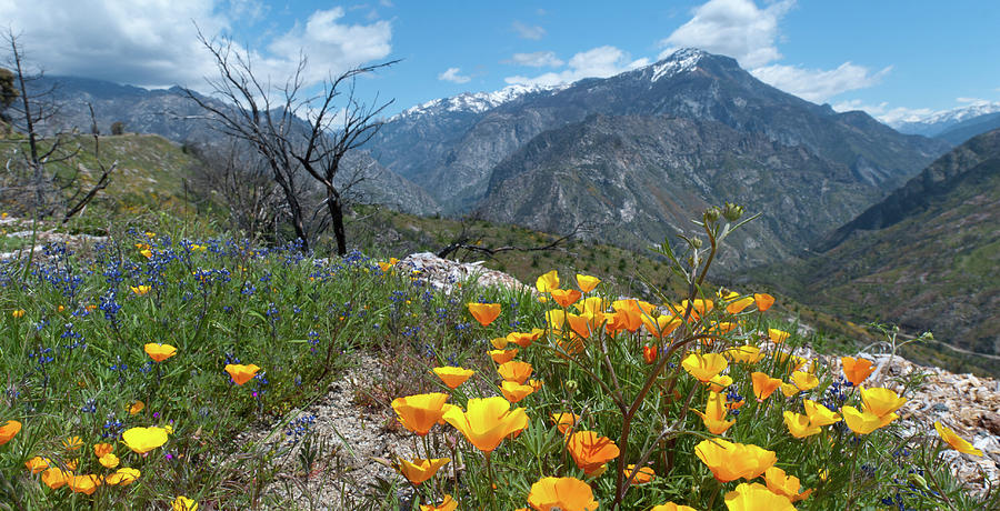 California Poppy and Mountain Panorama Photograph by Cascade Colors