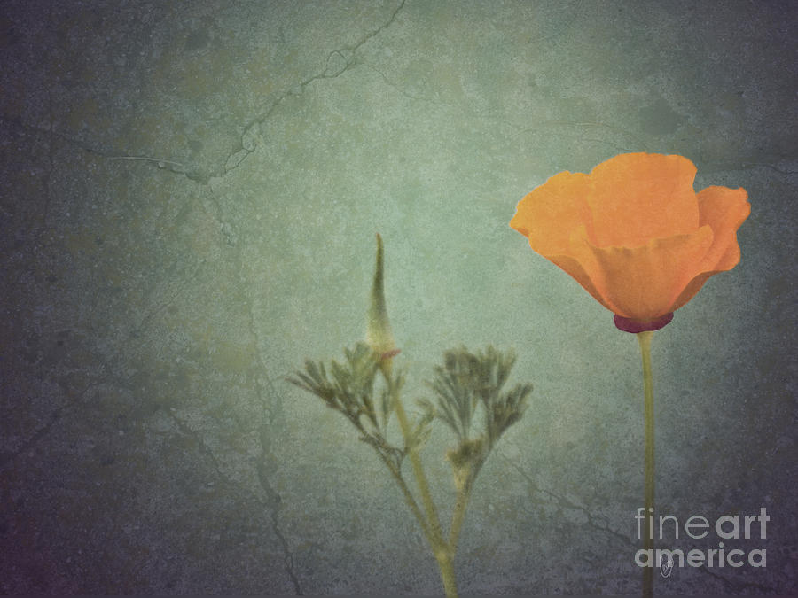 California poppy Photograph by Cindy Garber Iverson